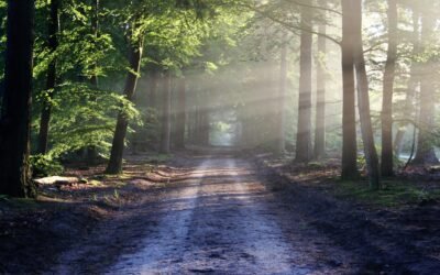 Understanding Mental Wellness and the Power of Support